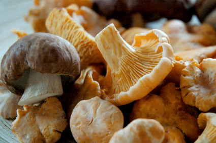 boletus