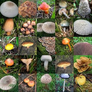 Variedades de setas